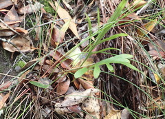 Polypodium ensiforme