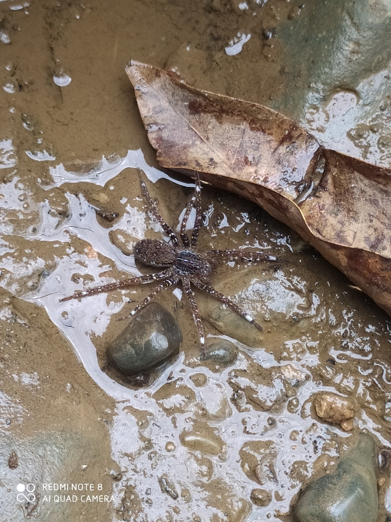 Bogota Giant Fishing Spider