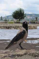 Corvus cornix
