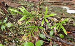 Polypodium ensiforme