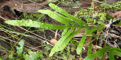 Polypodium ensiforme