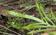 Polypodium ensiforme