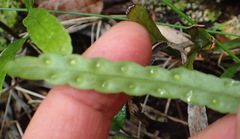 Polypodium ensiforme