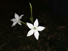 Nicotiana longiflora