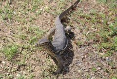 Varanus salvator bivittatus