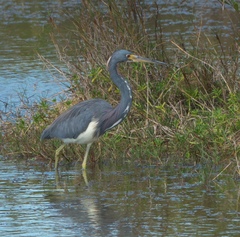 Egretta tricolor image