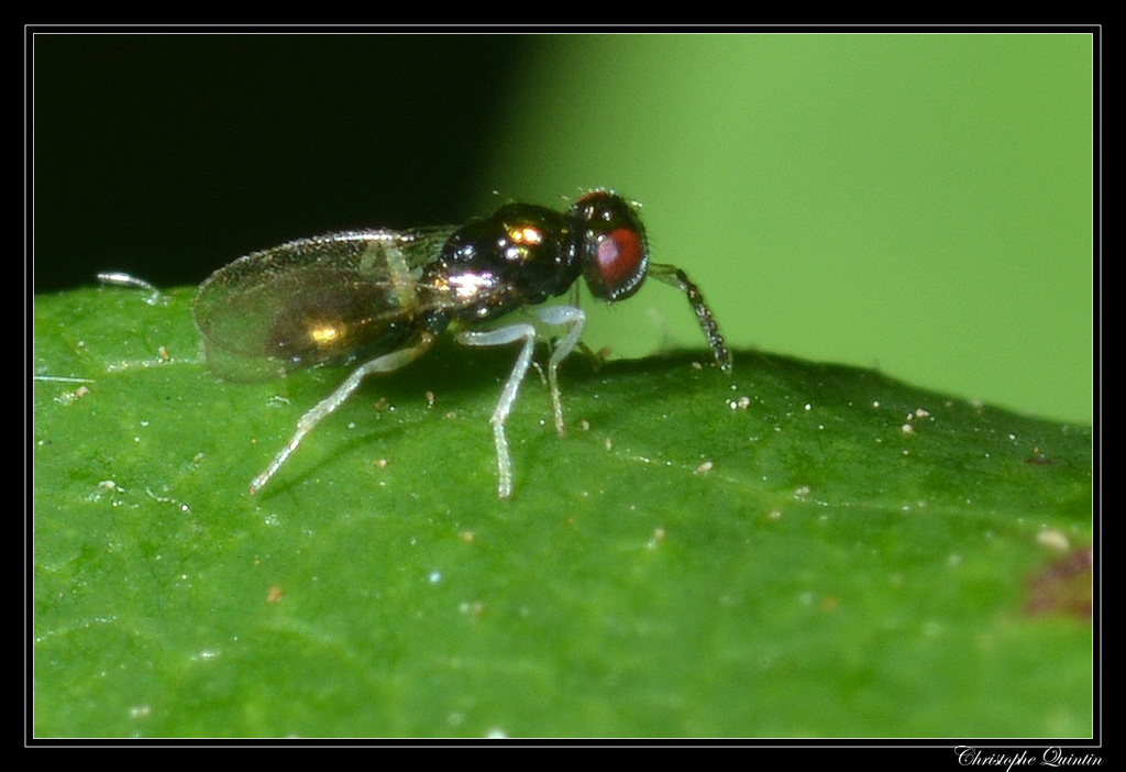 Eulophidae