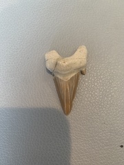 Lamniformes