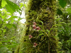Masdevallia nidifica