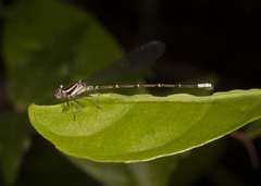 Argia gaumeri