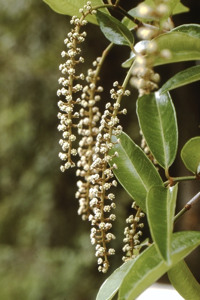 Spachea elegans