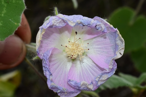 Wooly abutilon (Abutilon leonardii)
