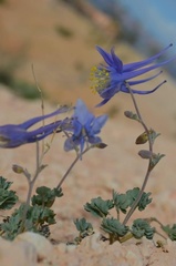 Aquilegia coerulea