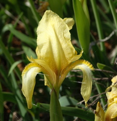 Iris reichenbachii