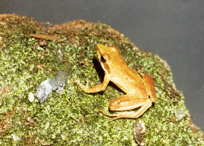 Natalobatrachus