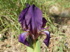 Iris reichenbachii