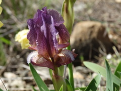 Iris reichenbachii