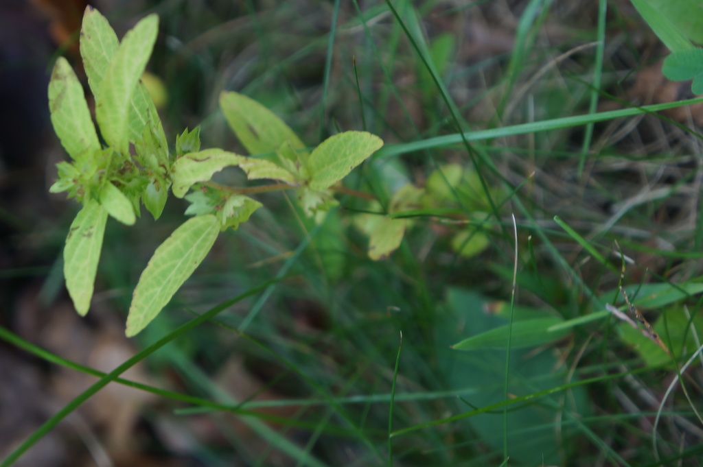 Acalypha gracilens 4