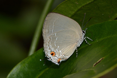 Strephonota carteia