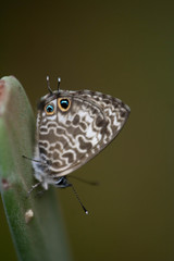 Leptotes rabefaner