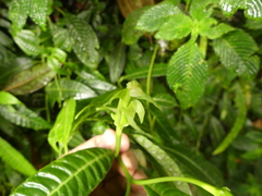 Burmeistera cylindrocarpa