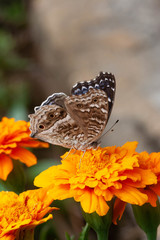 Junonia rhadama
