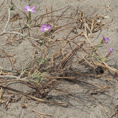 Acanthodactylus erythrurus