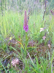 Gymnadenia densiflora