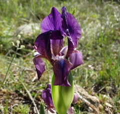 Iris reichenbachii