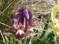 Iris reichenbachii