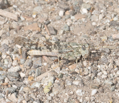 Circotettix splendidus