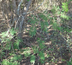 Mimosa asperata
