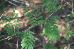Mimosa asperata