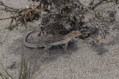 Acanthodactylus erythrurus