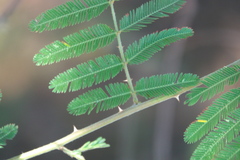 Mimosa asperata