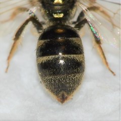 Lasioglossum gotham