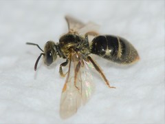 Lasioglossum gotham