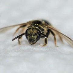 Lasioglossum gotham