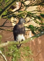 Haliaeetus ichthyaetus