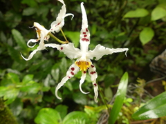 Oncidium cirrhosum