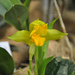 Lycaste consobrina - Photo (c) Stefano, some rights reserved (CC BY-NC-SA)