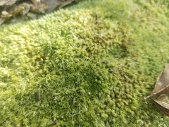 Leucobryum