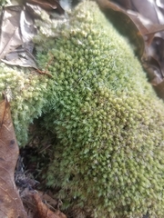Leucobryum