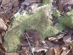 Leucobryum