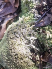 Leucobryum