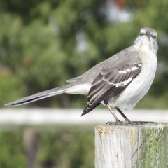 Mimus polyglottos polyglottos