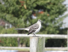 Mimus polyglottos polyglottos