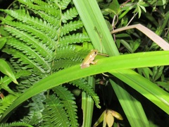 Hyperolius pickersgilli