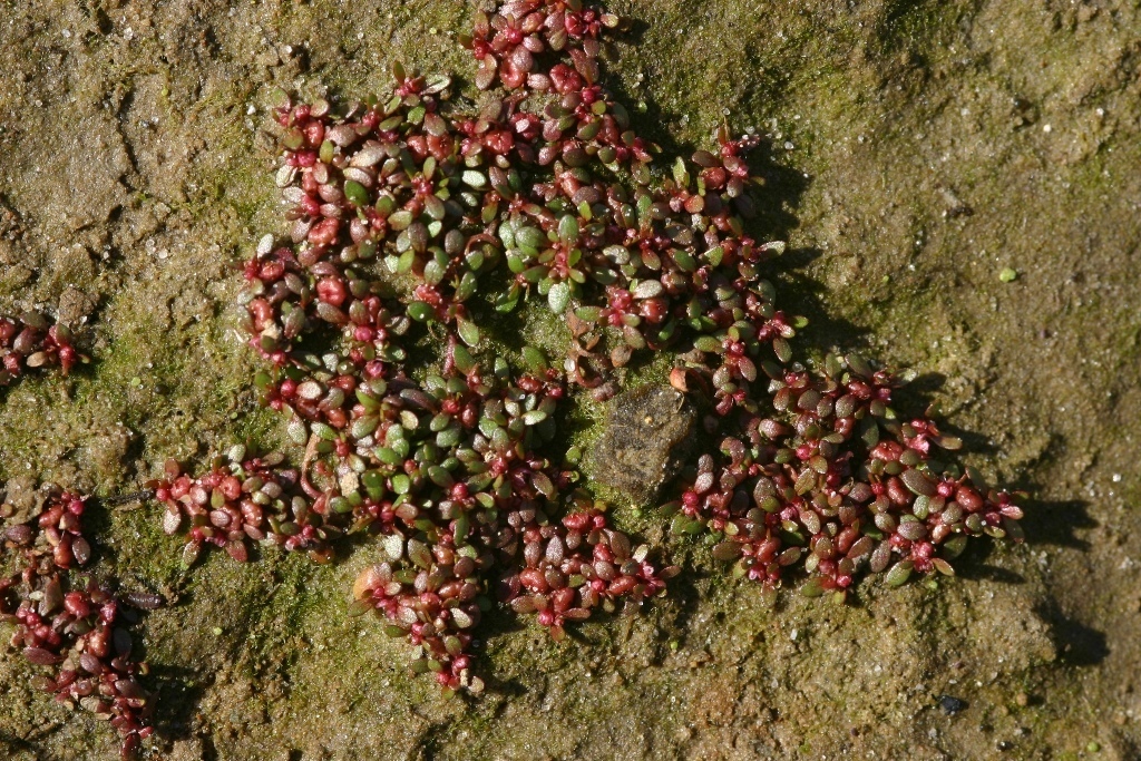 waterwort family