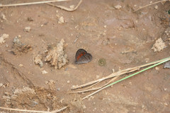 Heteropsis ankaratra